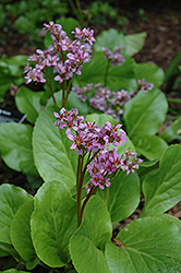 Purpleleaf Bergenia (Bergenia purpurascens) at English Gardens