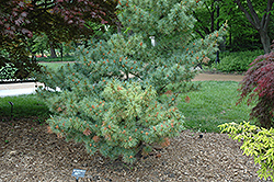 Bergman Japanese White Pine (Pinus parviflora 'Bergmani') at English Gardens