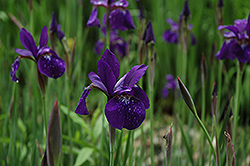 Caesar's Brother Siberian Iris (Iris sibirica 'Caesar's Brother') at English Gardens