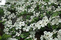 Cherokee Princess Flowering Dogwood (Cornus florida 'Cherokee Princess') at English Gardens