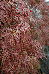 Inaba Shidare Cutleaf Japanese Maple (Acer palmatum 'Inaba Shidare') at English Gardens