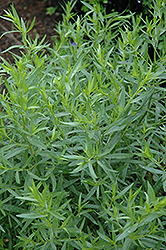 French Tarragon (Artemisia dracunculus 'Sativa') at English Gardens