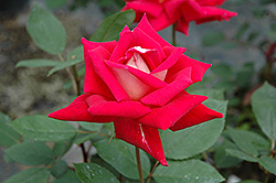 Love Rose (Rosa 'Love') at English Gardens