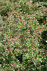 Cranberry Cotoneaster (Cotoneaster apiculatus) at English Gardens