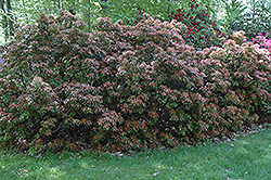 Scarlet O'Hara Japanese Pieris (Pieris japonica 'Scarlet O'Hara') at English Gardens
