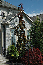 Purple Fountain Beech (Fagus sylvatica 'Purple Fountain') at English Gardens