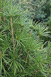 Wintergreen Umbrella Pine (Sciadopitys verticillata 'Wintergreen') at English Gardens