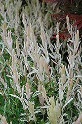 Tricolor Willow (Salix integra 'Hakuro Nishiki') at English Gardens