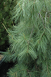 Weeping White Pine (Pinus strobus 'Pendula') at English Gardens