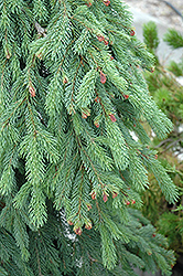 Weeping White Spruce (Picea glauca 'Pendula') at English Gardens