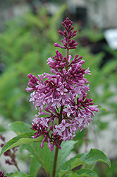 Royalty Lilac (Syringa x prestoniae 'Royalty') at English Gardens