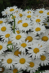Snow Lady Shasta Daisy (Leucanthemum x superbum 'Snow Lady') at English Gardens
