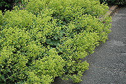 Thriller Lady's Mantle (Alchemilla 'Thriller') at English Gardens
