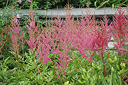 Visions in Pink Chinese Astilbe (Astilbe chinensis 'Visions in Pink') at English Gardens