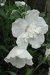 White Chiffon Rose of Sharon (Hibiscus syriacus 'Notwoodtwo') at English Gardens