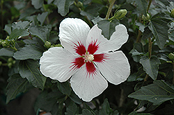 Lil' Kim Rose of Sharon (Hibiscus syriacus 'Antong Two') at English Gardens