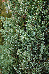 Mountbatten Juniper (Juniperus chinensis 'Mountbatten') at English Gardens