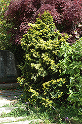 Verdon Dwarf Hinoki Falsecypress (Chamaecyparis obtusa 'Verdoni') at English Gardens
