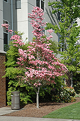 Cherokee Brave Flowering Dogwood (Cornus florida 'Cherokee Brave') at English Gardens