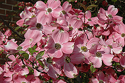 Cherokee Brave Flowering Dogwood (Cornus florida 'Cherokee Brave') at English Gardens