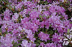 Purple Gem Rhododendron (Rhododendron 'Purple Gem') at English Gardens