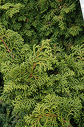 Koster's Falsecypress (Chamaecyparis obtusa 'Kosteri') at English Gardens