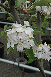 Spitzenburg Apple (Malus 'Spitzenburg') at English Gardens