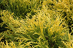 Golden Mop Falsecypress (Chamaecyparis pisifera 'Golden Mop') at English Gardens