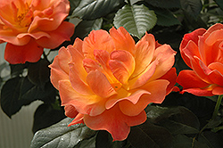 Livin' Easy Rose (Rosa 'HARwelcome') at English Gardens