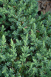 Blue Pacific Shore Juniper (Juniperus conferta 'Blue Pacific') at English Gardens