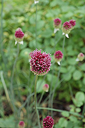 Drumstick Allium (Allium sphaerocephalon) at English Gardens