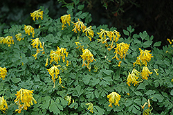 Golden Corydalis (Corydalis lutea) at English Gardens