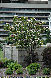 Flowering Dogwood (Cornus florida) at English Gardens