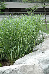 Zebra Grass (Miscanthus sinensis 'Zebrinus') at English Gardens