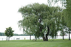 Niobe Golden Weeping Willow (Salix alba 'Niobe') at English Gardens