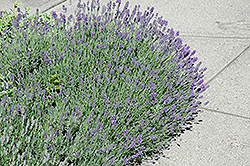 Munstead Lavender (Lavandula angustifolia 'Munstead') at English Gardens