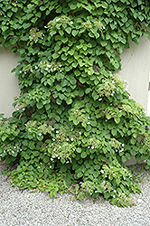 Climbing Hydrangea (Hydrangea anomala 'var. petiolaris') at English Gardens
