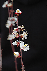 Chinese Apricot (Prunus armeniaca 'Chinese') at English Gardens