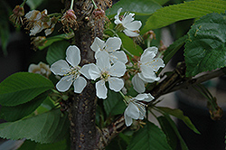 Rainier Cherry (Prunus avium 'Rainier') at English Gardens