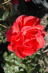 Lasting Peace Rose (Rosa 'Meihurge') at English Gardens