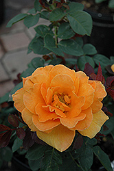 Vavoom Rose (Rosa 'Vavoom') at English Gardens