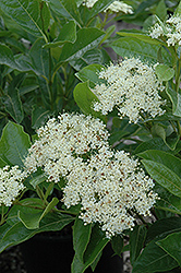Brandywine Viburnum (Viburnum nudum 'Bulk') at English Gardens