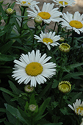 Snow Lady Shasta Daisy (Leucanthemum x superbum 'Snow Lady') at English Gardens