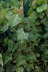 Thorndale Ivy (Hedera helix 'Thorndale') at English Gardens
