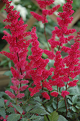 Fanal Astilbe (Astilbe x arendsii 'Fanal') at English Gardens