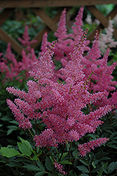 Younique Lilac Astilbe (Astilbe 'Verslilac') at English Gardens