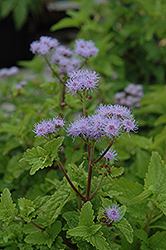 Blue Mistflower (Conoclinium coelestinum) at English Gardens