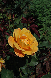 Strike It Rich Rose (Rosa 'Strike It Rich') at English Gardens