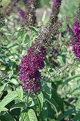 Guinevere Butterfly Bush (Buddleia davidii 'Guinevere') at English Gardens