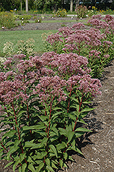 Baby Joe Dwarf Joe Pye Weed (Eupatorium dubium 'Baby Joe') at English Gardens